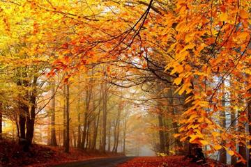 秋天唯美道路风景桌面壁纸