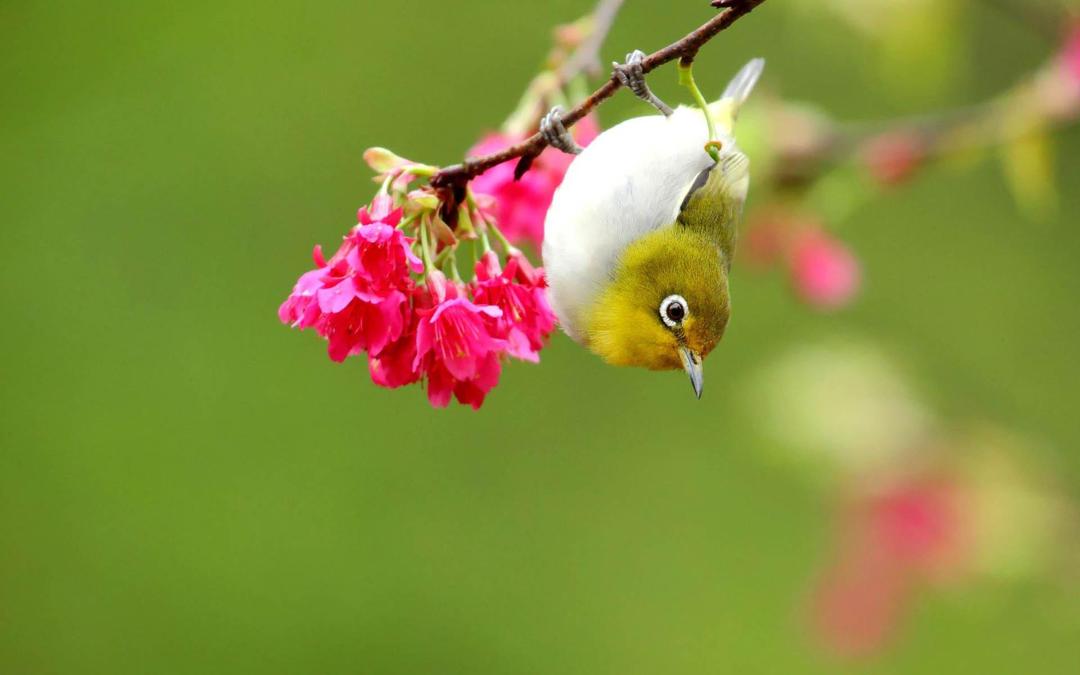 春天美丽的小鸟小清新桌面壁纸