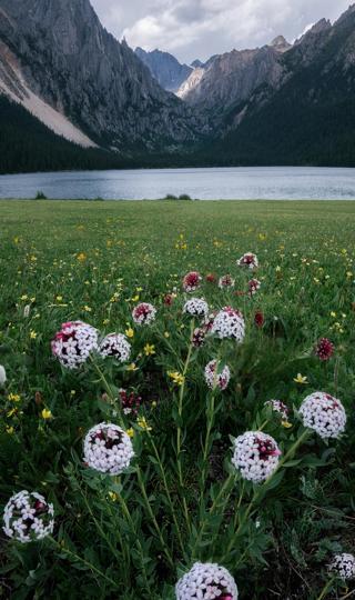 高山 湖 鲜花 风景手机壁纸