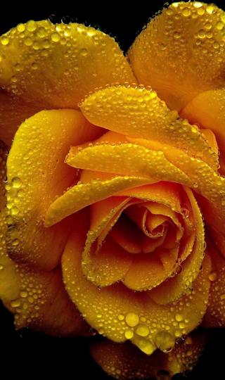 分手礼物——黄色玫瑰花手机背景下载