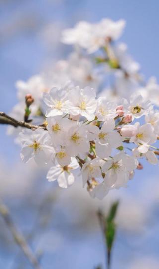樱花盛开,春天来到手机壁纸图片下载