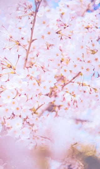 浪漫的日系樱花图片
