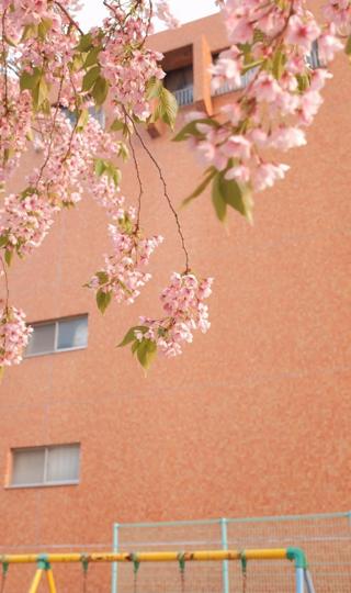 日系唯美樱花摄影壁纸图片