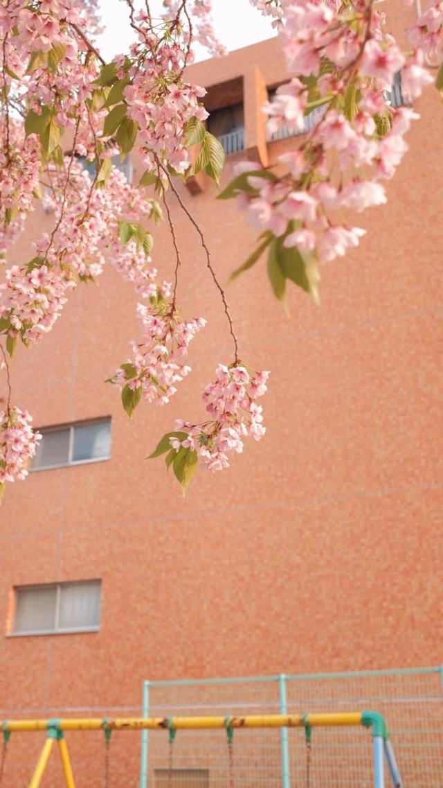 日系唯美樱花摄影壁纸图片