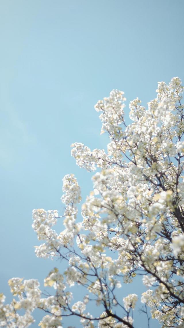 淡雅唯美的春日樱花图片手机壁纸