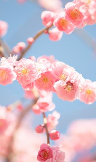 樱花图片高清手机壁纸