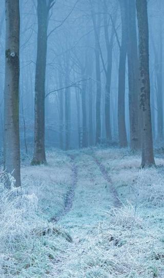 冬天森林树路风景手机壁纸