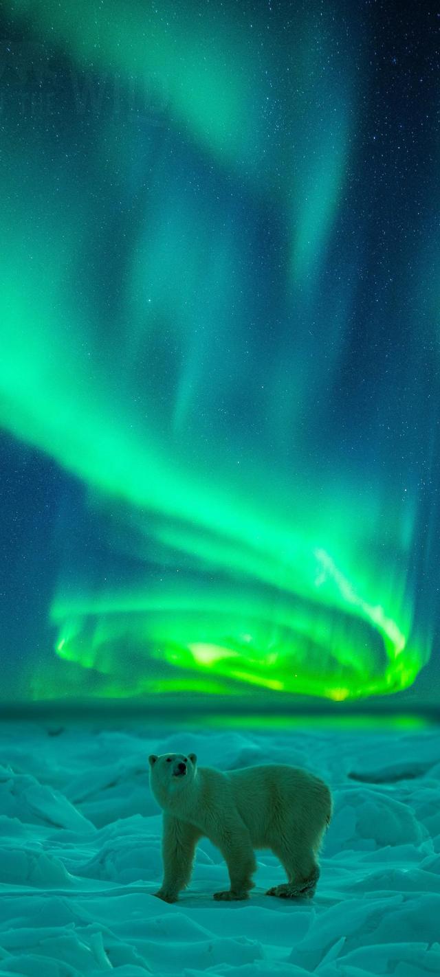 极光北极熊风景手机壁纸