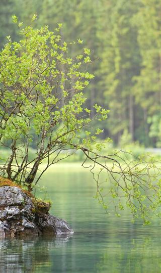 森林湖水图片高清图片护眼手机壁纸