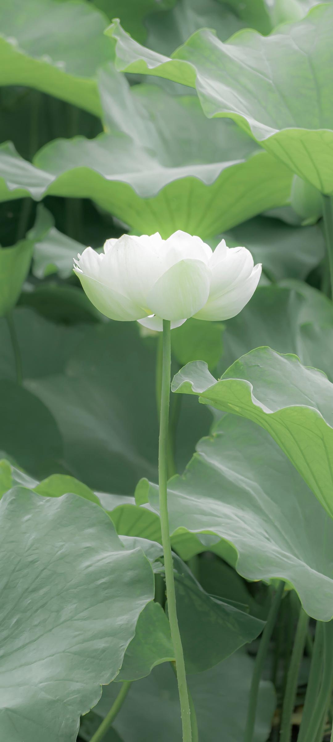白色荷花绿色荷叶手机壁纸