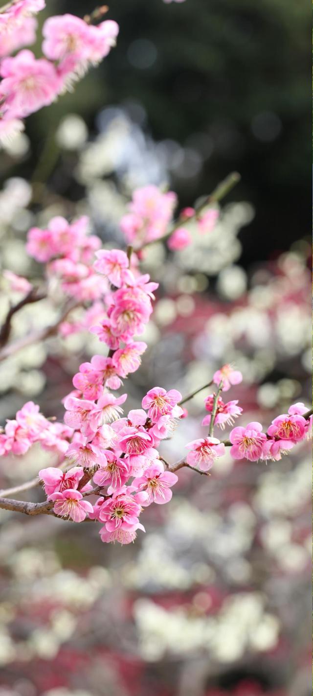 春天桃花手机壁纸