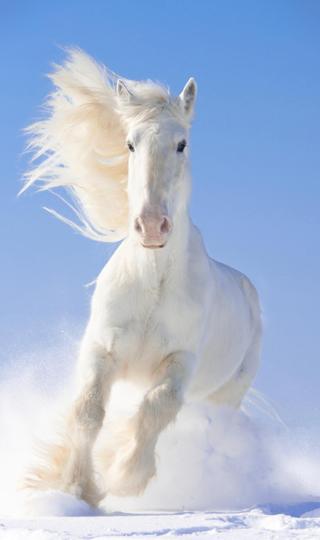 白色的马骏马冬天雪地奔跑高清手机壁纸图片