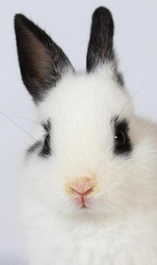 白色兔子壁纸高清图片