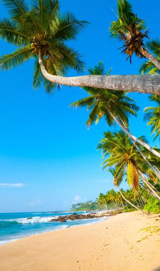 高清海滩椰树美景手机壁纸