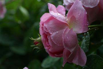 雨后鲜艳的月季花高清壁纸