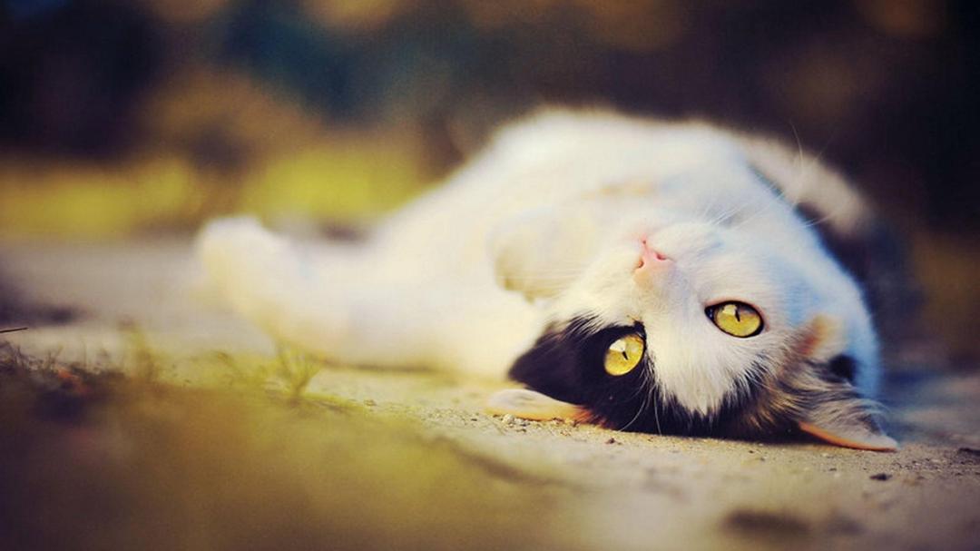 仰面躺在地上卖萌可爱的小猫壁纸