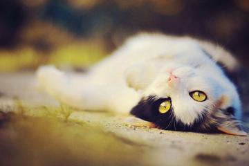 仰面躺在地上卖萌可爱的小猫壁纸