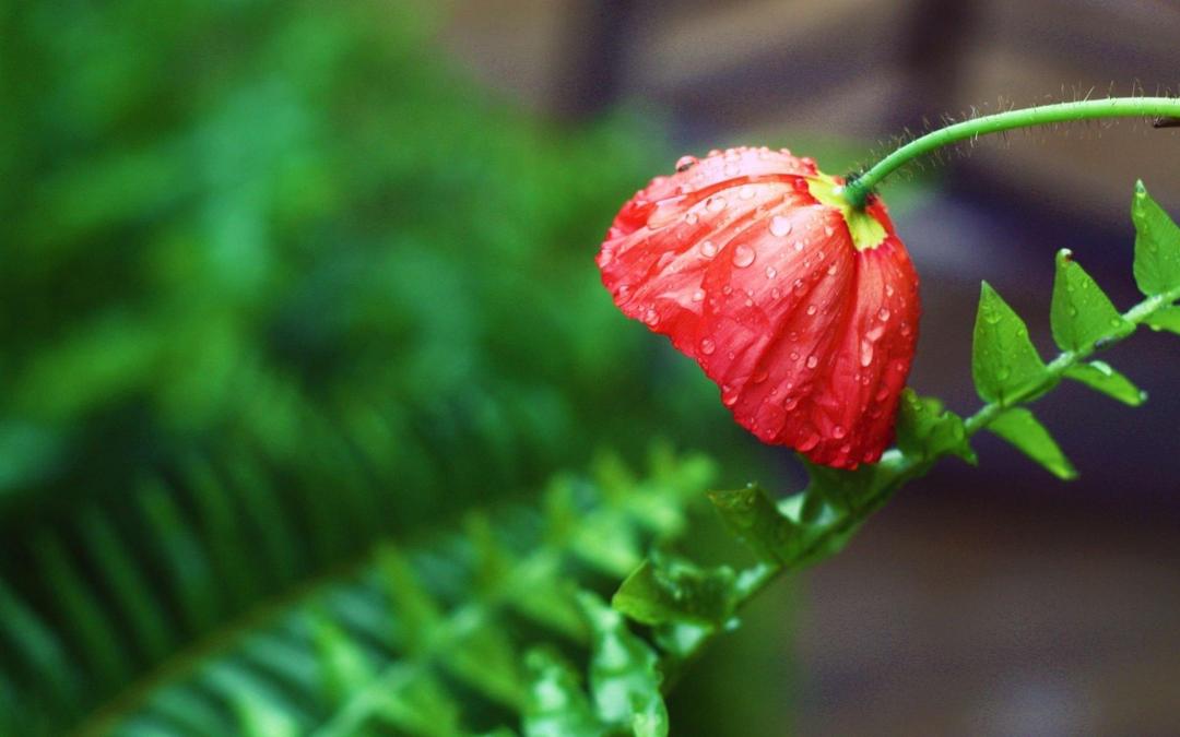 雨中的绿叶红花图片高清壁纸