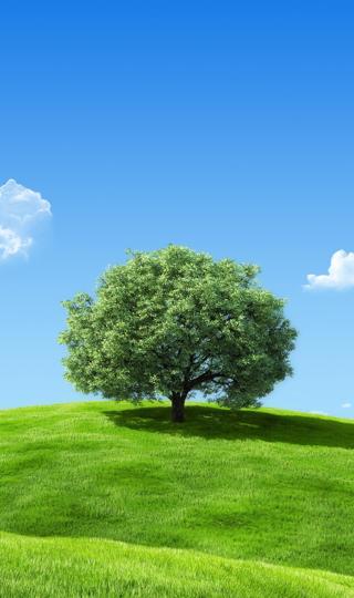 蓝天 白云 绿色草地 一棵大树风景手机壁纸