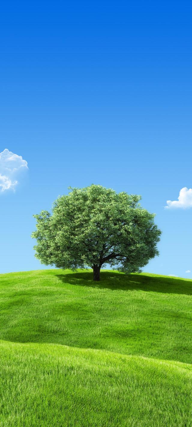 蓝天 白云 绿色草地 一棵大树风景手机壁纸