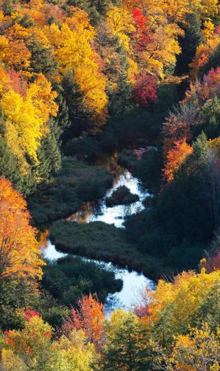深秋 秋天 风景 自然 图片 手机 壁纸
