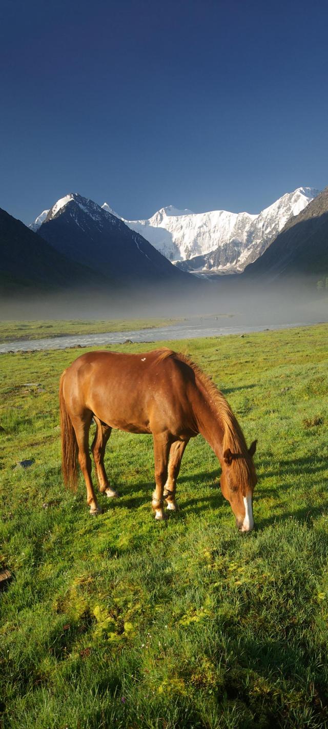 高原雪山草地马风景壁纸图片