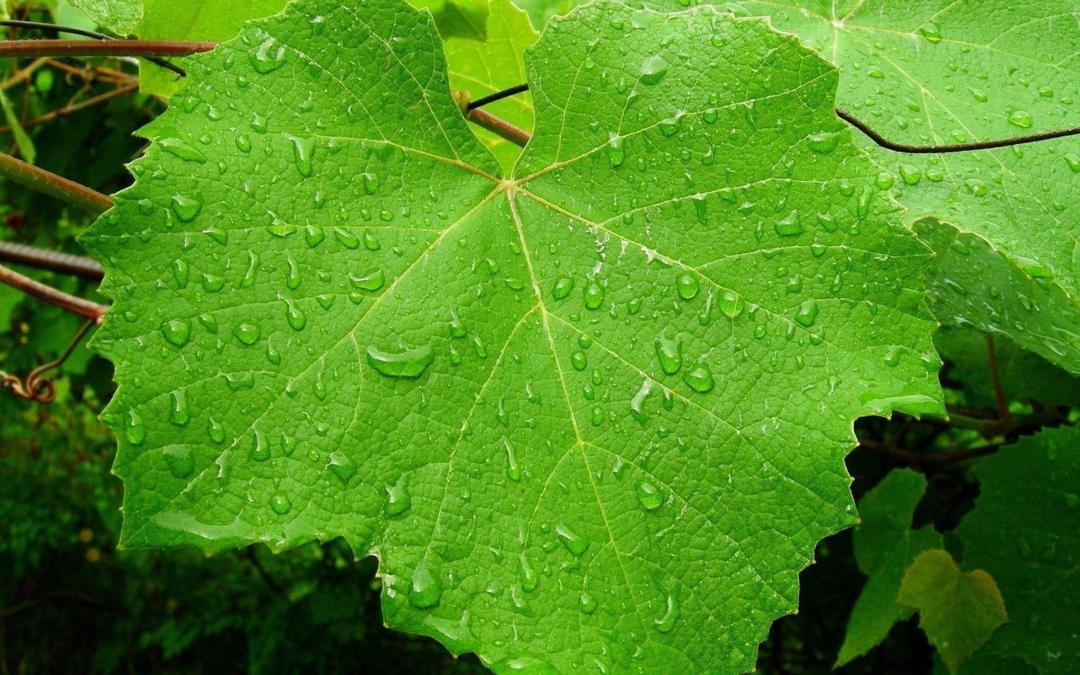 雨后绿叶高清护眼电脑壁纸