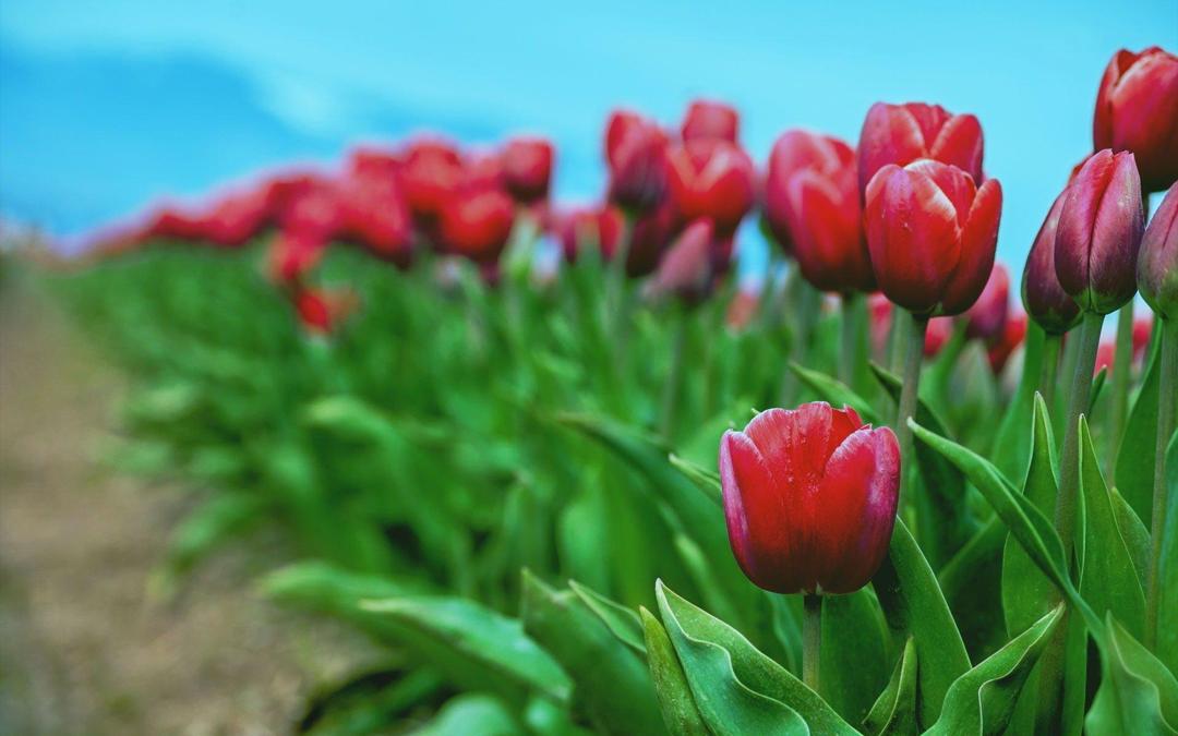 郁金香花海电脑桌面高清图片