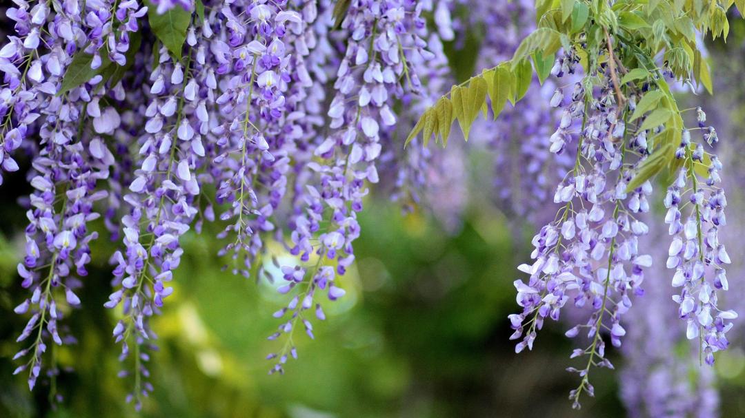 紫藤萝花