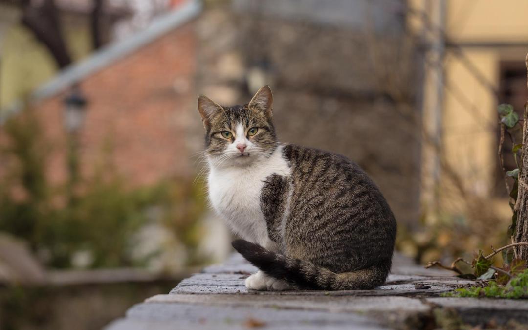 阳台猫咪图片真实高清图片壁纸