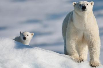 可爱北极熊壁纸高清图片