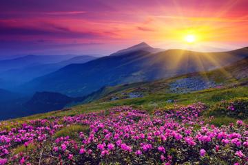 远山山坡上美丽的花朵风景桌面壁纸