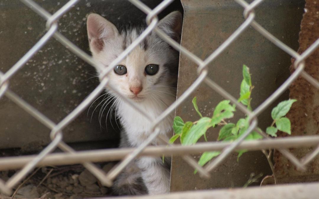 院子里的小猫咪壁纸图片