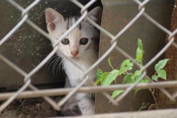 院子里的小猫咪壁纸图片