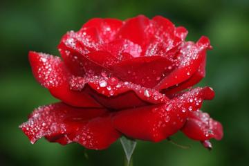 一朵红玫瑰花高清壁纸图片真实照片