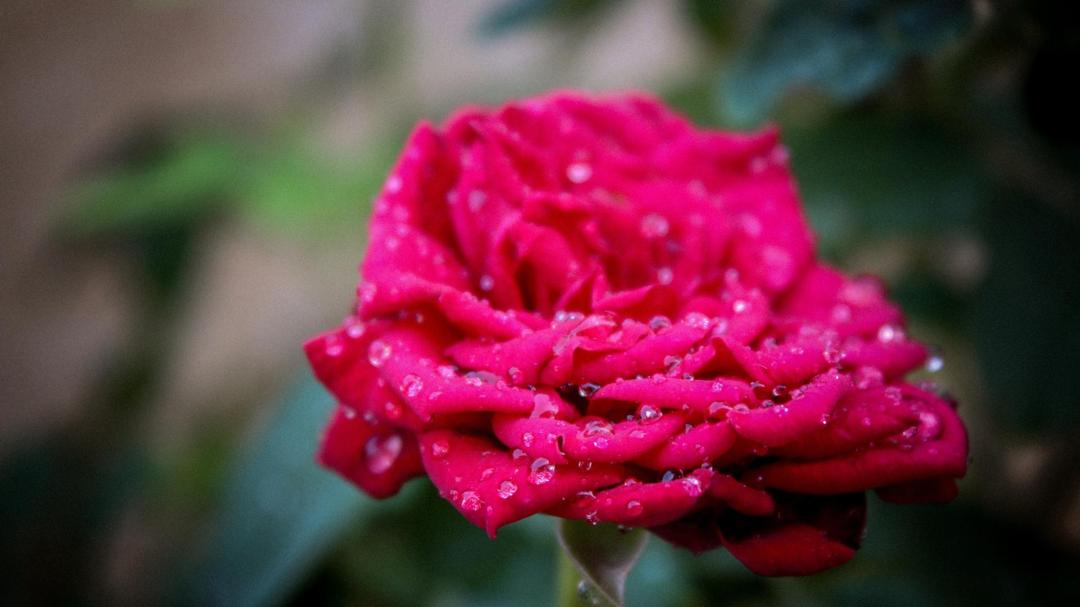 雨后红玫瑰图片高清壁纸图片