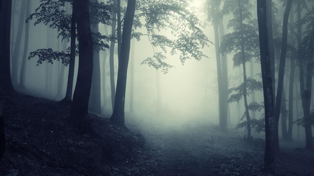 云雾缭绕森林深处自然风景桌面壁纸