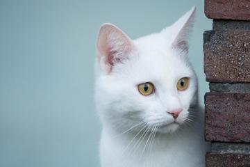 白色的小猫咪壁纸可爱桌面壁纸