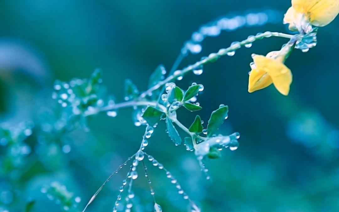 雨后的花草小清新桌面壁纸高清下载