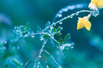 雨后的花草小清新桌面壁纸高清下载