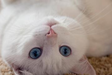 白猫可爱眼神桌面壁纸