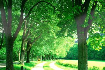养眼的绿色树木风景图片高清壁纸大图