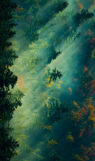 阳光森林树林护眼高清风景手机壁纸图片