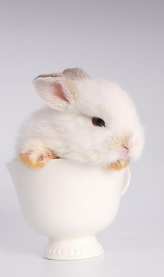 杯子小白兔可爱手机壁纸