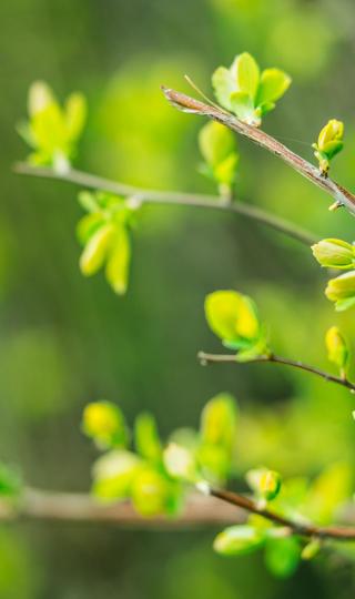 春天绿色树叶树芽自然护眼高清全面屏手机壁纸
