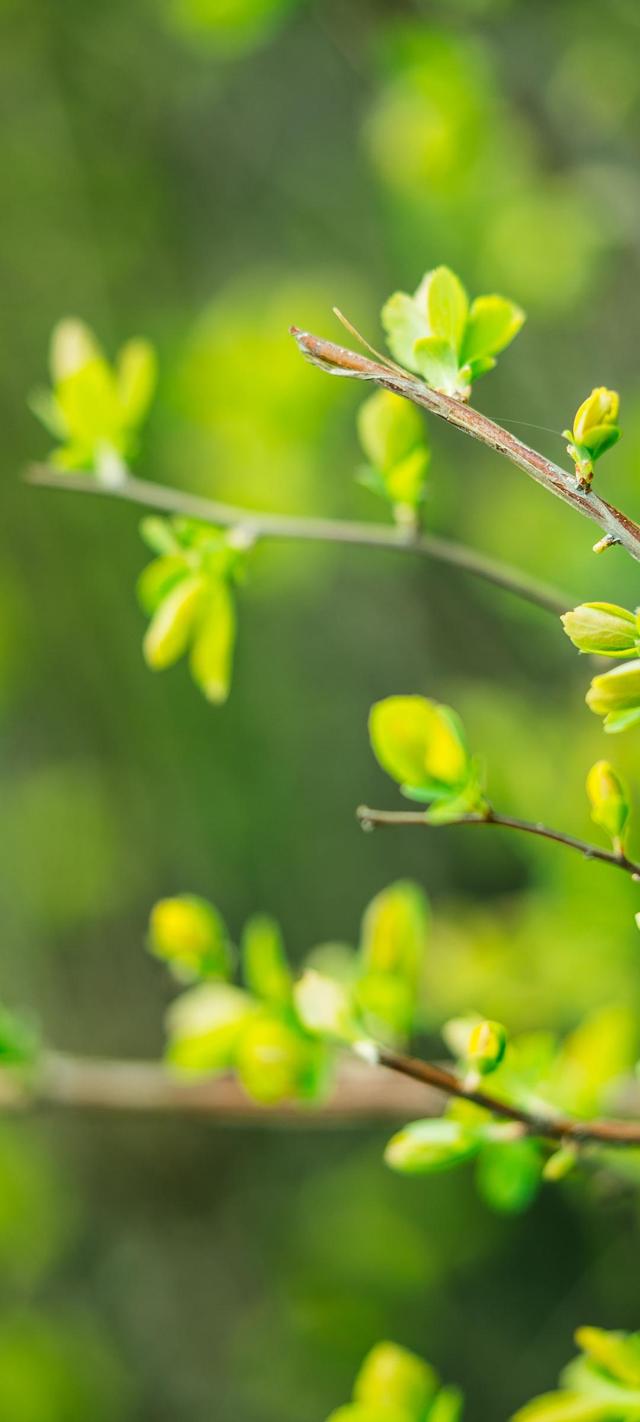 春天绿色树叶树芽自然护眼高清全面屏手机壁纸