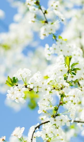 春天白色樱花手机壁纸