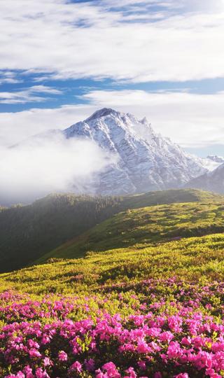 高山鲜花自然风景图片