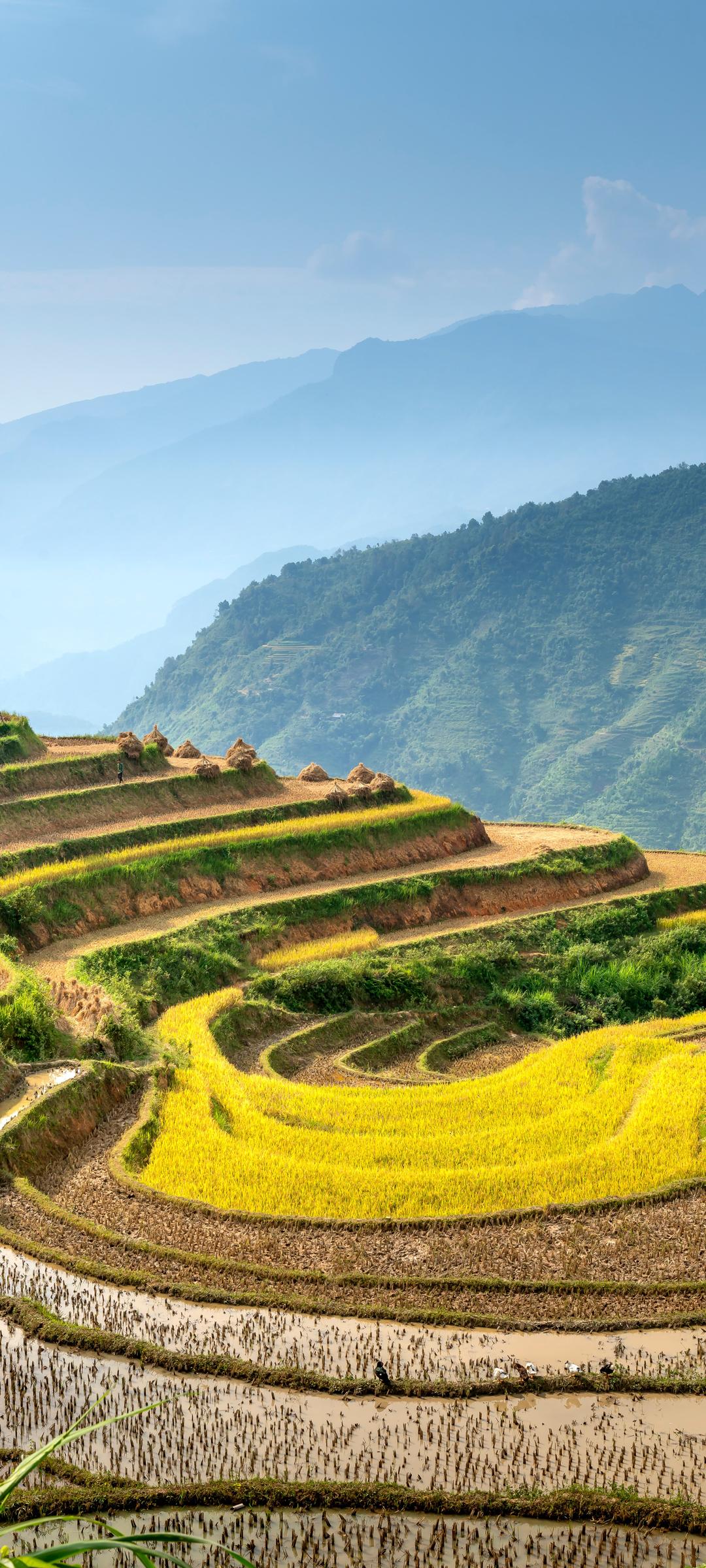 梯田水稻图片高清风景手机壁纸