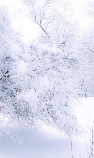 冬天雪树壁纸图片
